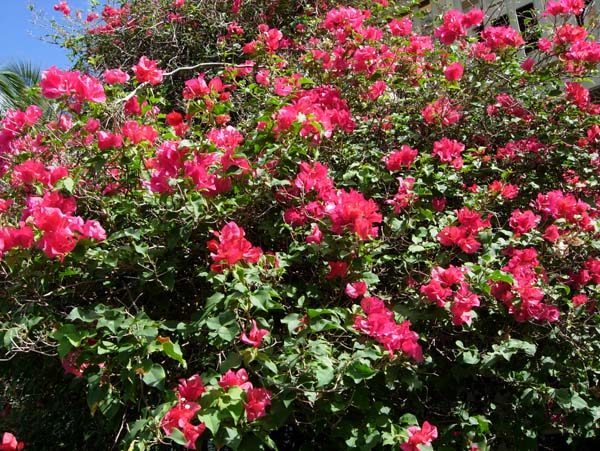 Endless Bougainvillea 