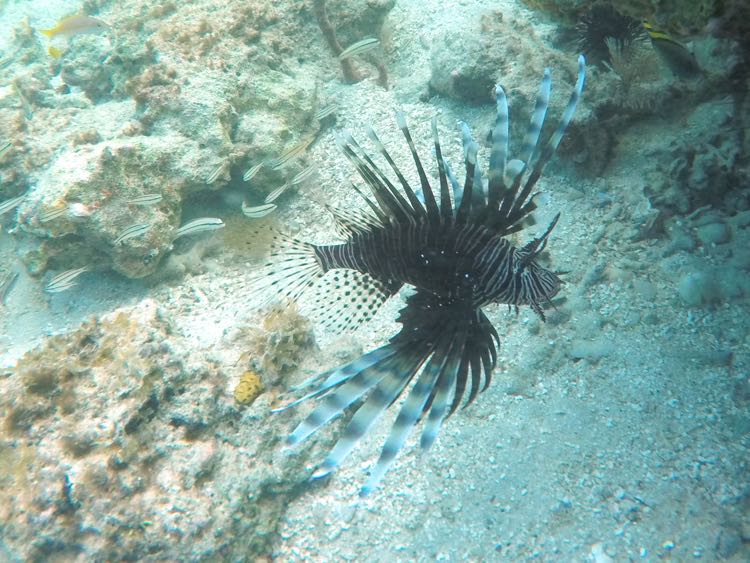 Lionfish (10