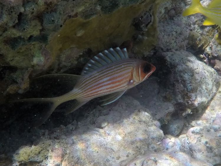 Longspine Squirrelfish (8