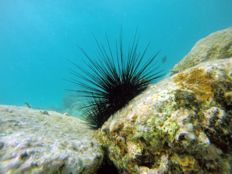 Longspine Urchin Silhouette