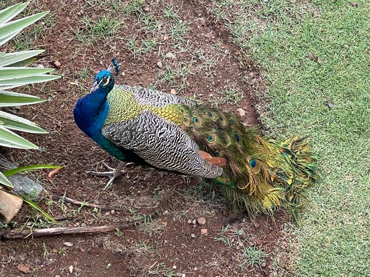 Peacock