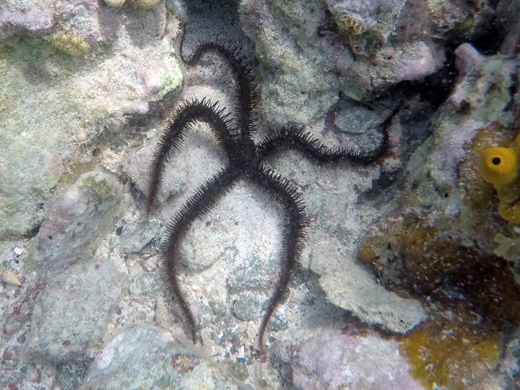 Blunt-Spined Brittle Star (8