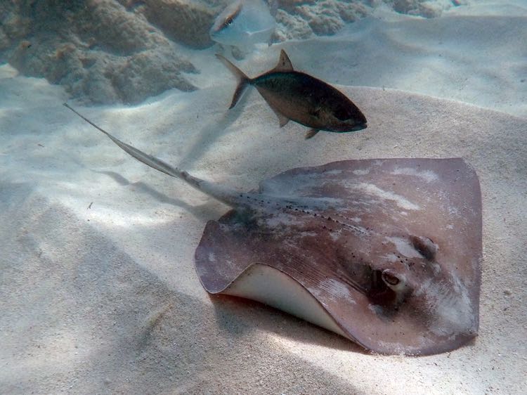 Southern Stingray (and Bar Jack)