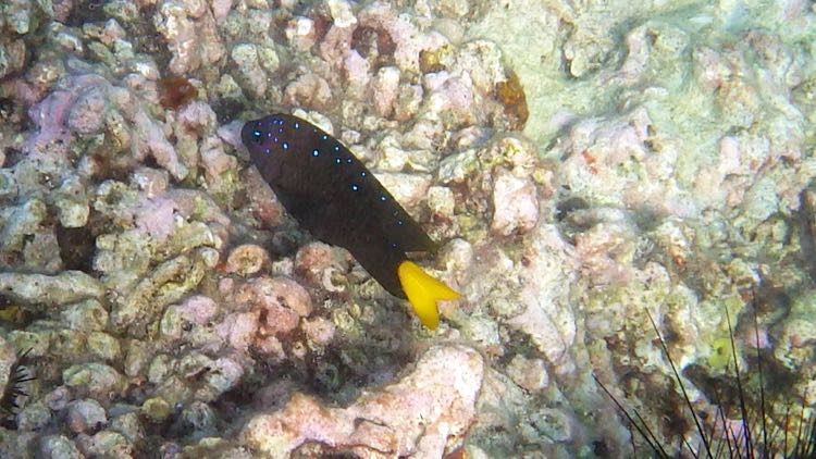 Yellowtail Damselfish Male (5