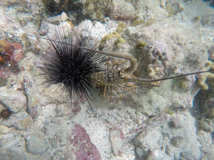 Caribbean Spiny Lobster