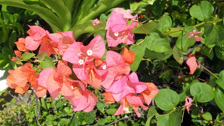 Bougainvillea Flowers at Gallows