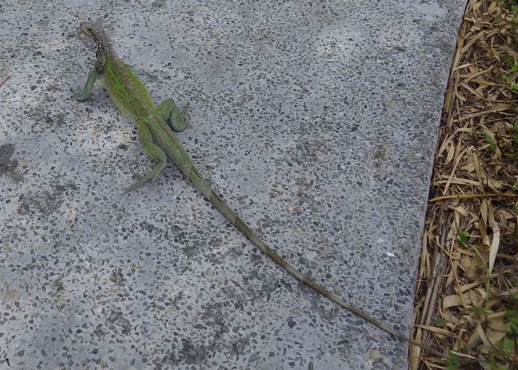 Green Iguana juvinaile