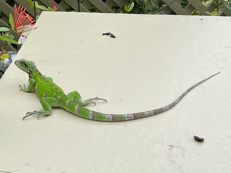 Green Iguana