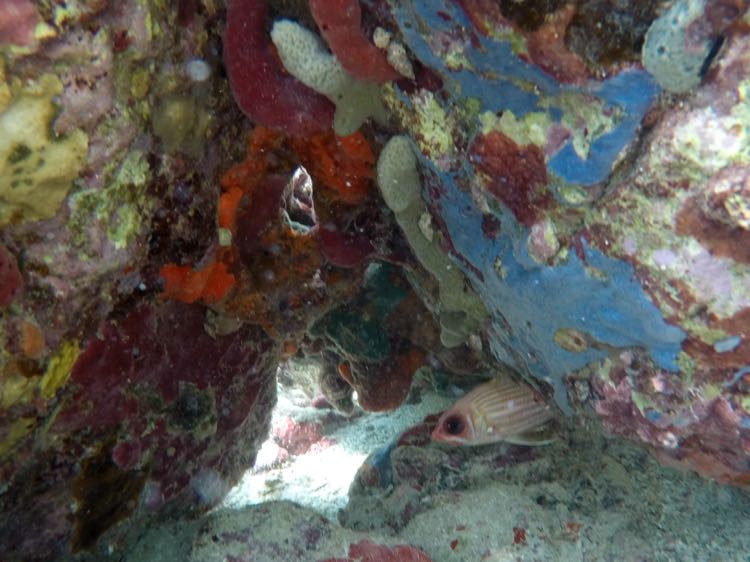 Gallows Point Longspine Sqirrelfish