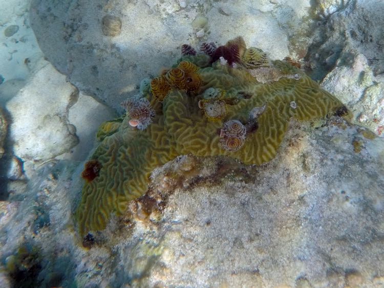 Honeymoon Reef