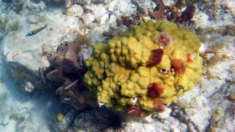 Honeymoorn Reef