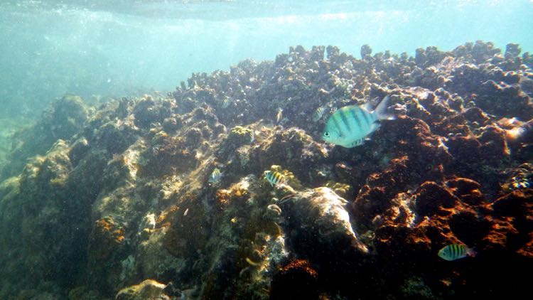 Little Caneel Reef