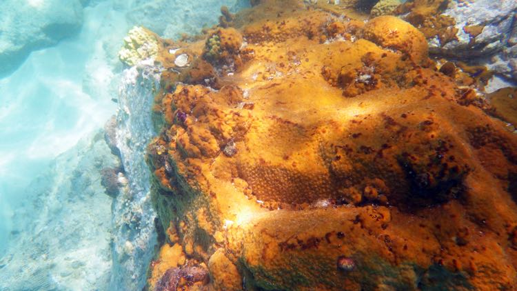 Little Caneel Reef