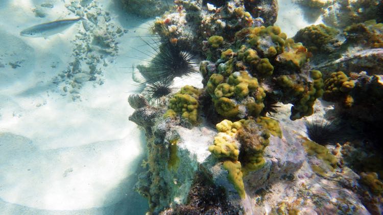 Little Caneel Reef