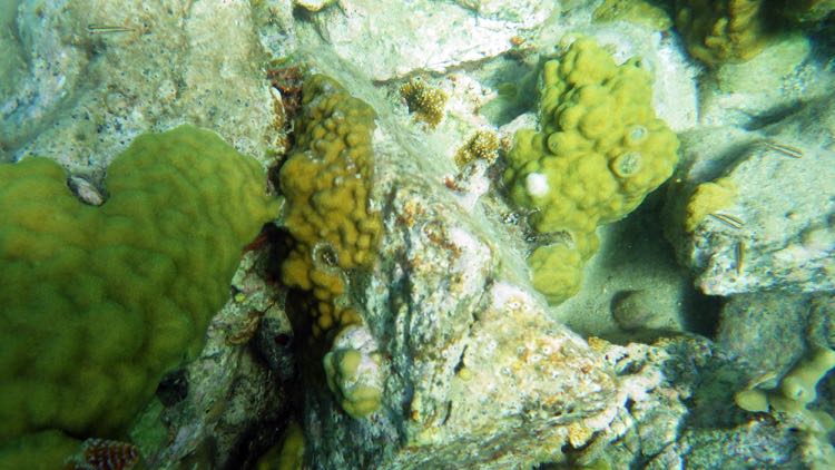 Little Caneel Reef