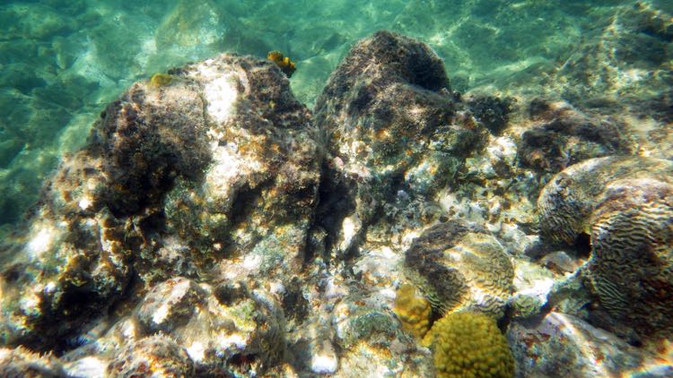 Turner Bay Reef