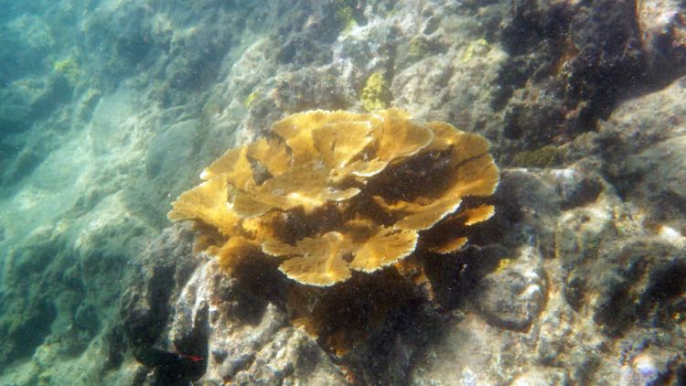 Turner Bay Reef