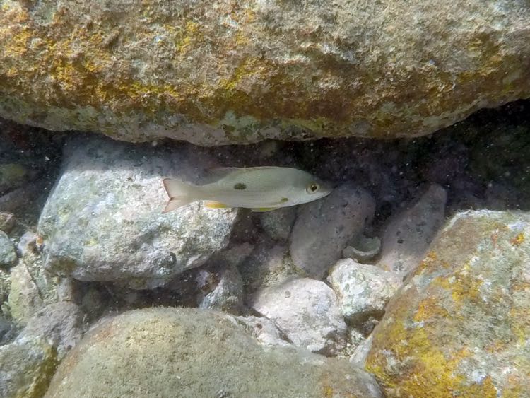 Lane Snapper Juvenile (6