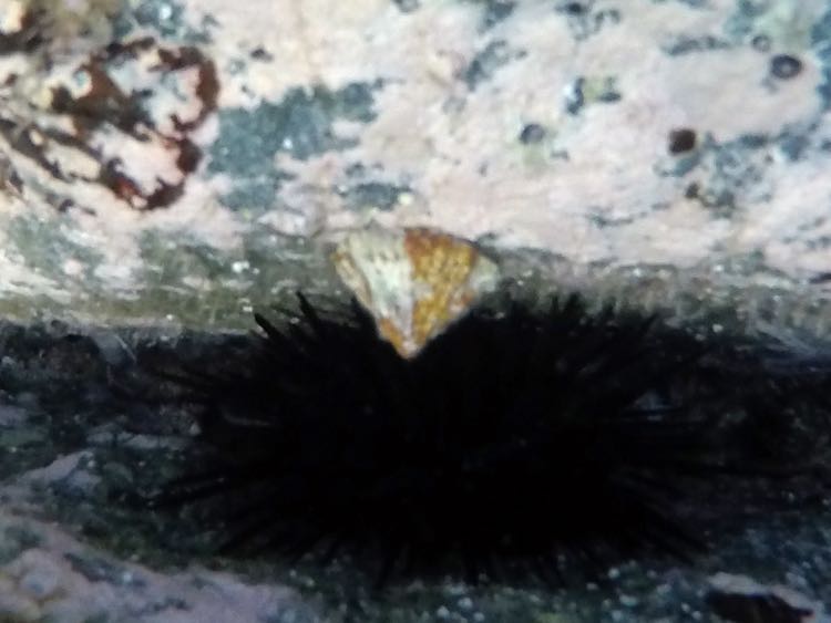 Limpet Snail (.5
