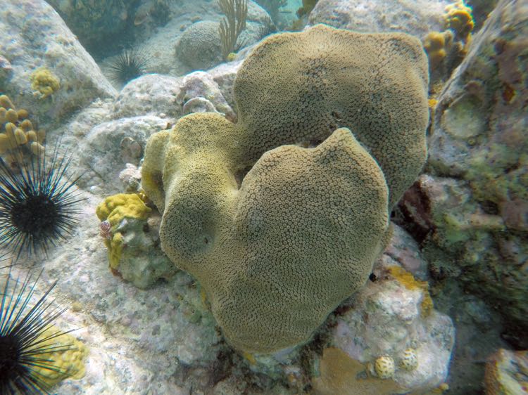 Lobed Star Coral