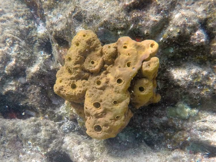 Lumpy Overgrowing Sponge