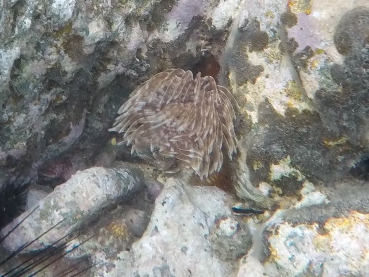 Magnificent Featherduster Worm