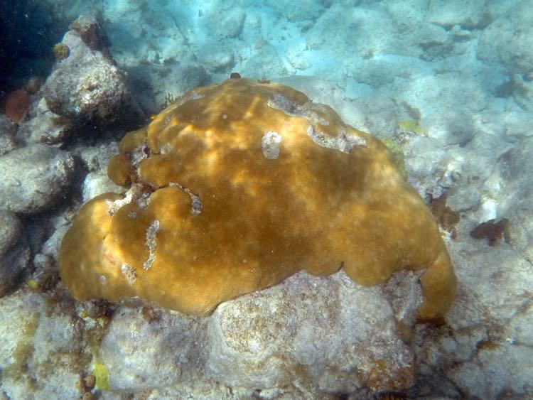 Massive Starlet Coral