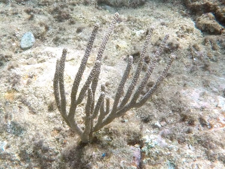 Black Sea Rod