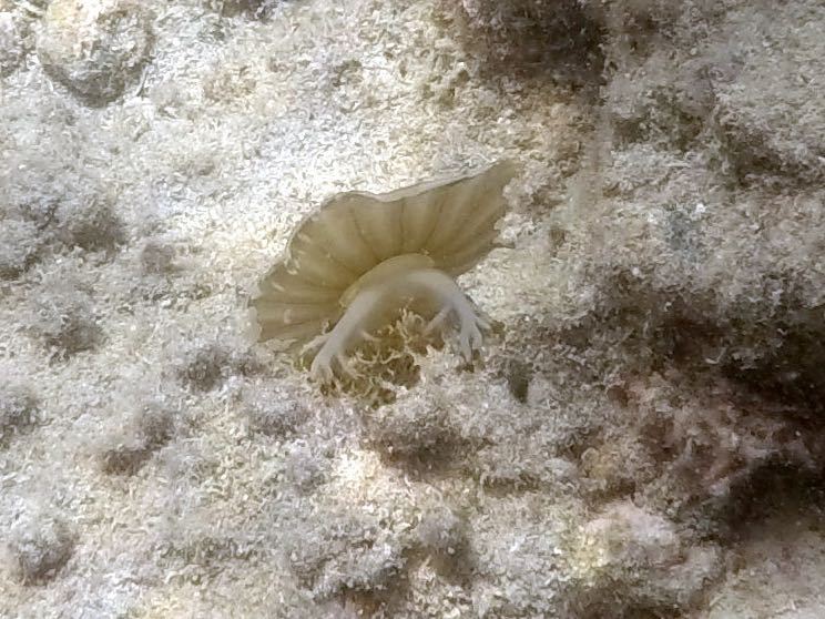 Mushroom cap jellyfish (2