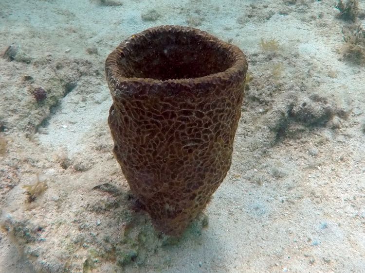 Netted Barrel Sponge