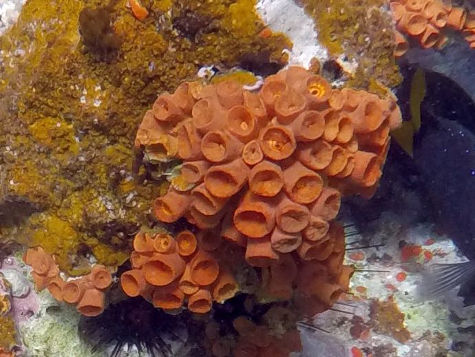 Orange Cup Coral