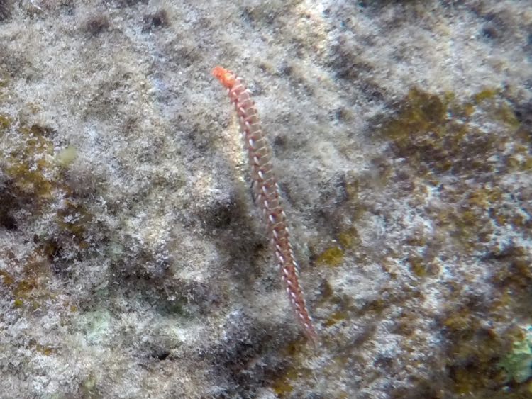 Orange Fireworm (4