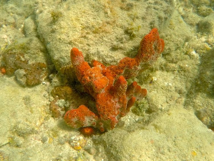 Orange Sieve Encrusting Sponge