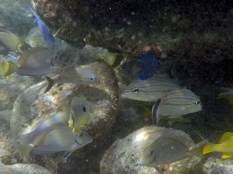 Blestriped Grunt Juvenile