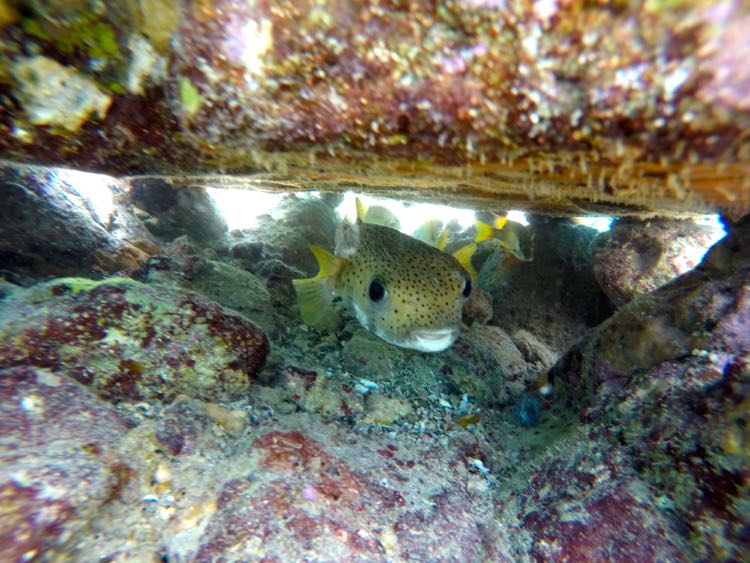 Porcupine Fish (12