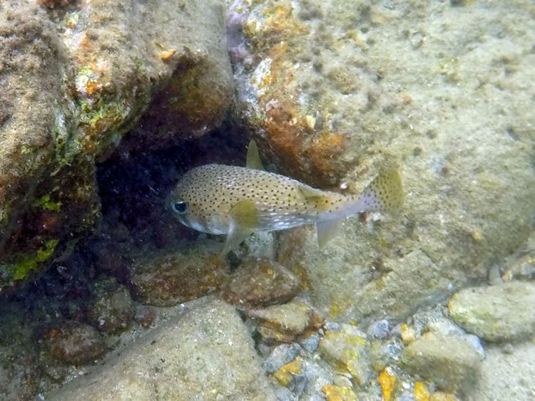 Porcupinefish (10