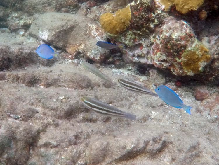 Princess Parrotfish Juvenile