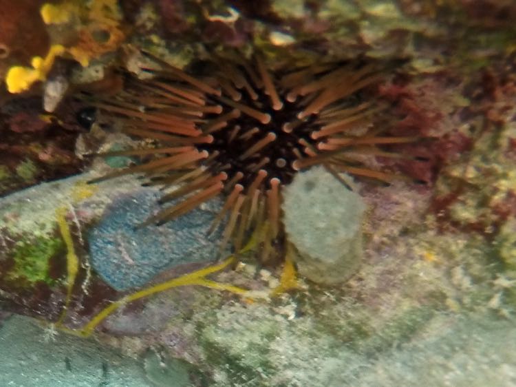 Red Urchin