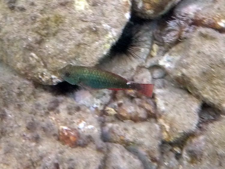 Redband Parrotfish