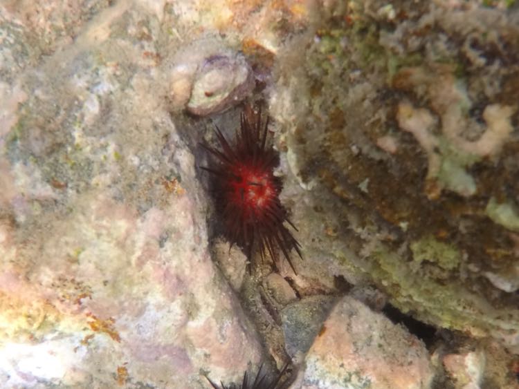 Rock Boring Sea Urchin