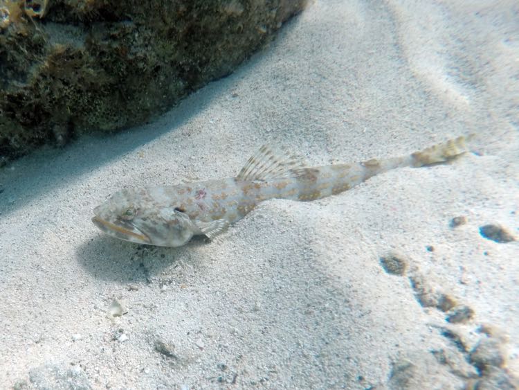 Sand Diver (12