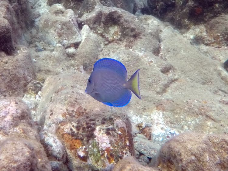 Blue Tabng Juvenile (1