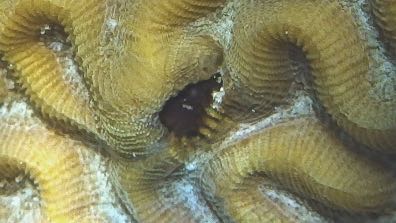 Secratary Blenny