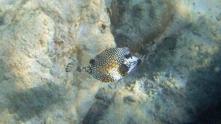 Smooth Trunkfish (6