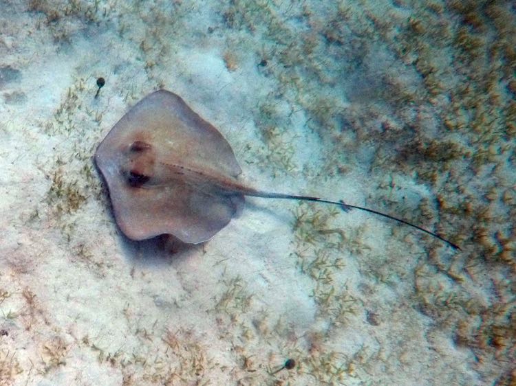 Southern Stingray