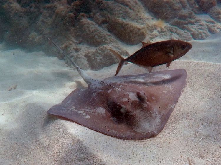 Southern Stingray (and Bar Jack)