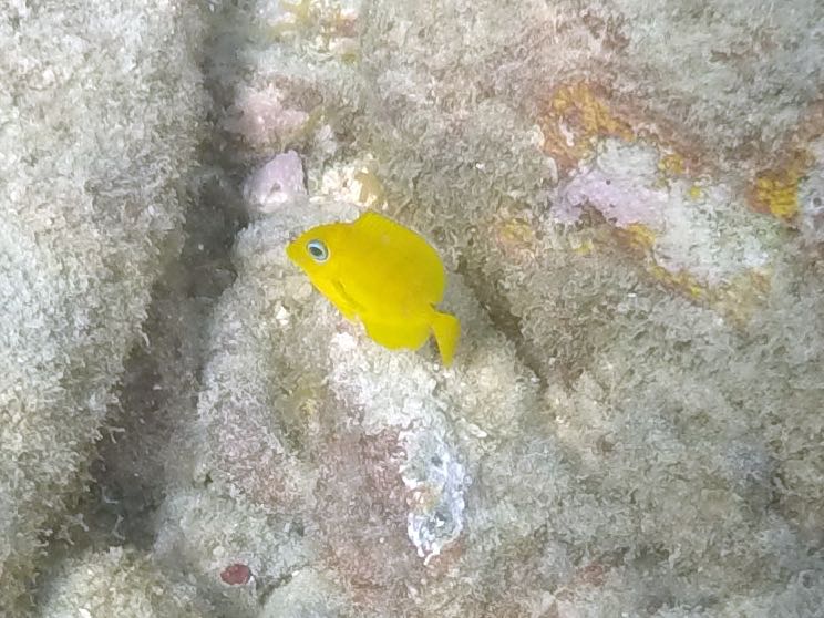 Blue Tang Baby (.5