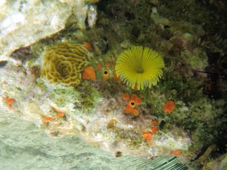 Split-crown Featherduster worm