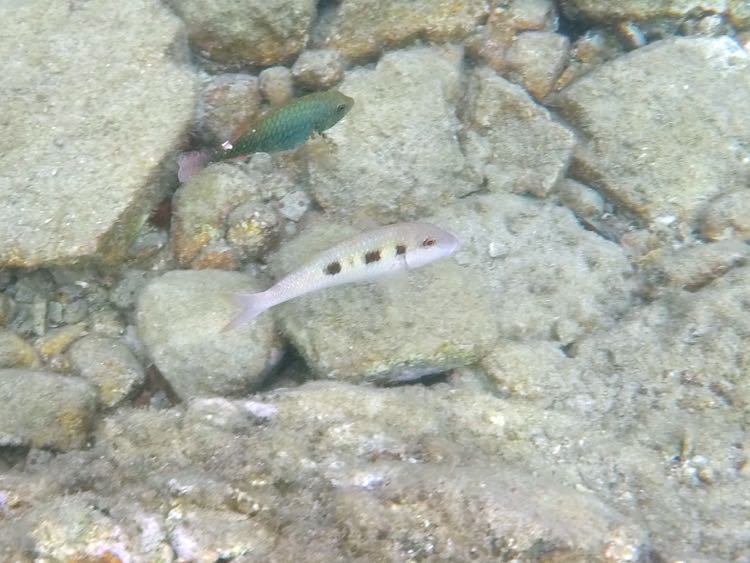 Spotted Goatfish