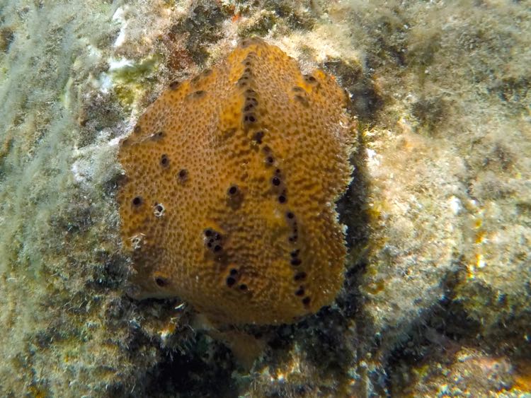 Stinker Sponge